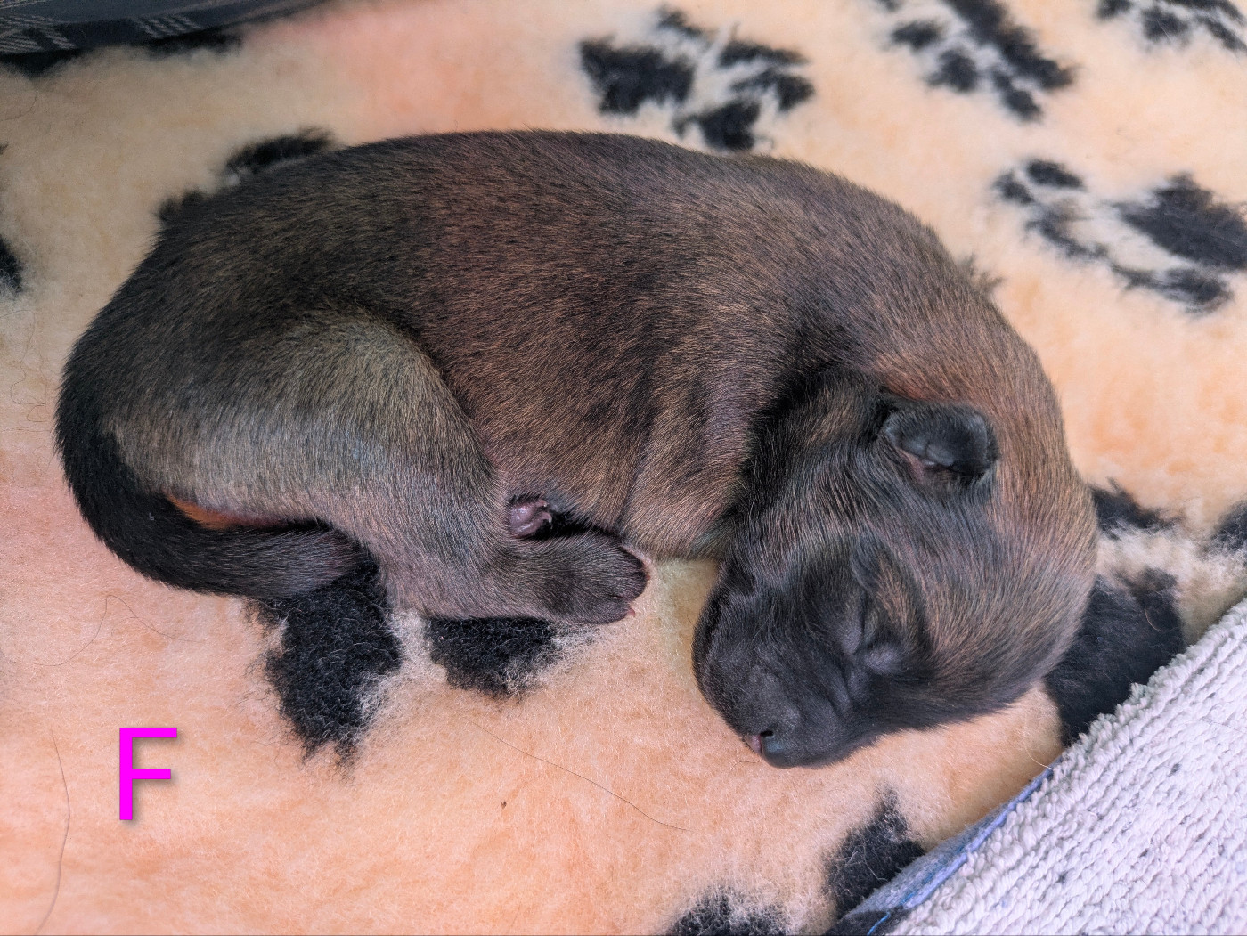 Des Rêves De Vasira - Chiots disponibles - Eurasier