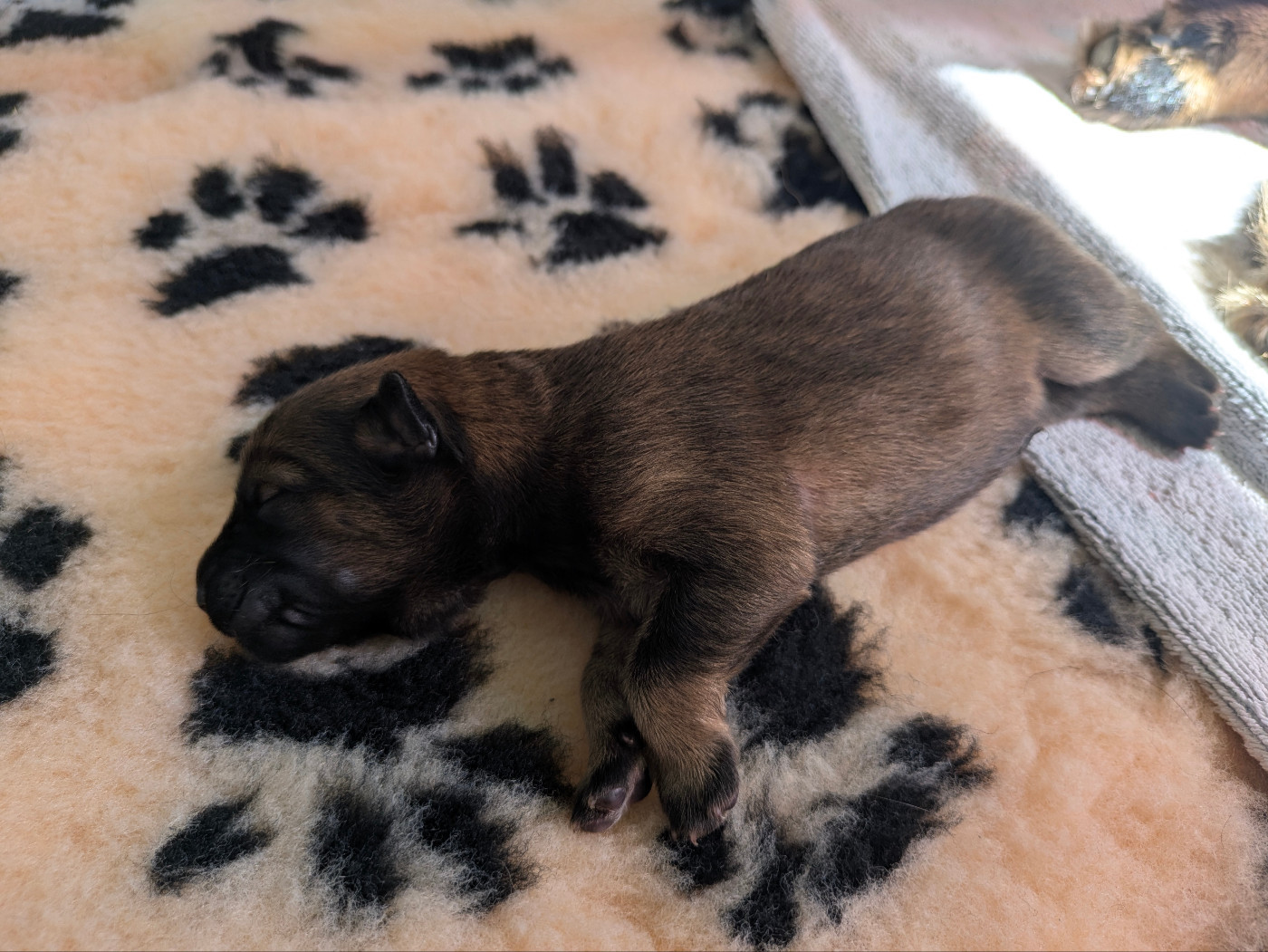Des Rêves De Vasira - Chiots disponibles - Eurasier