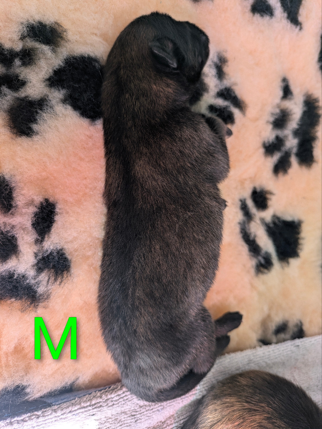 Des Rêves De Vasira - Chiots disponibles - Eurasier