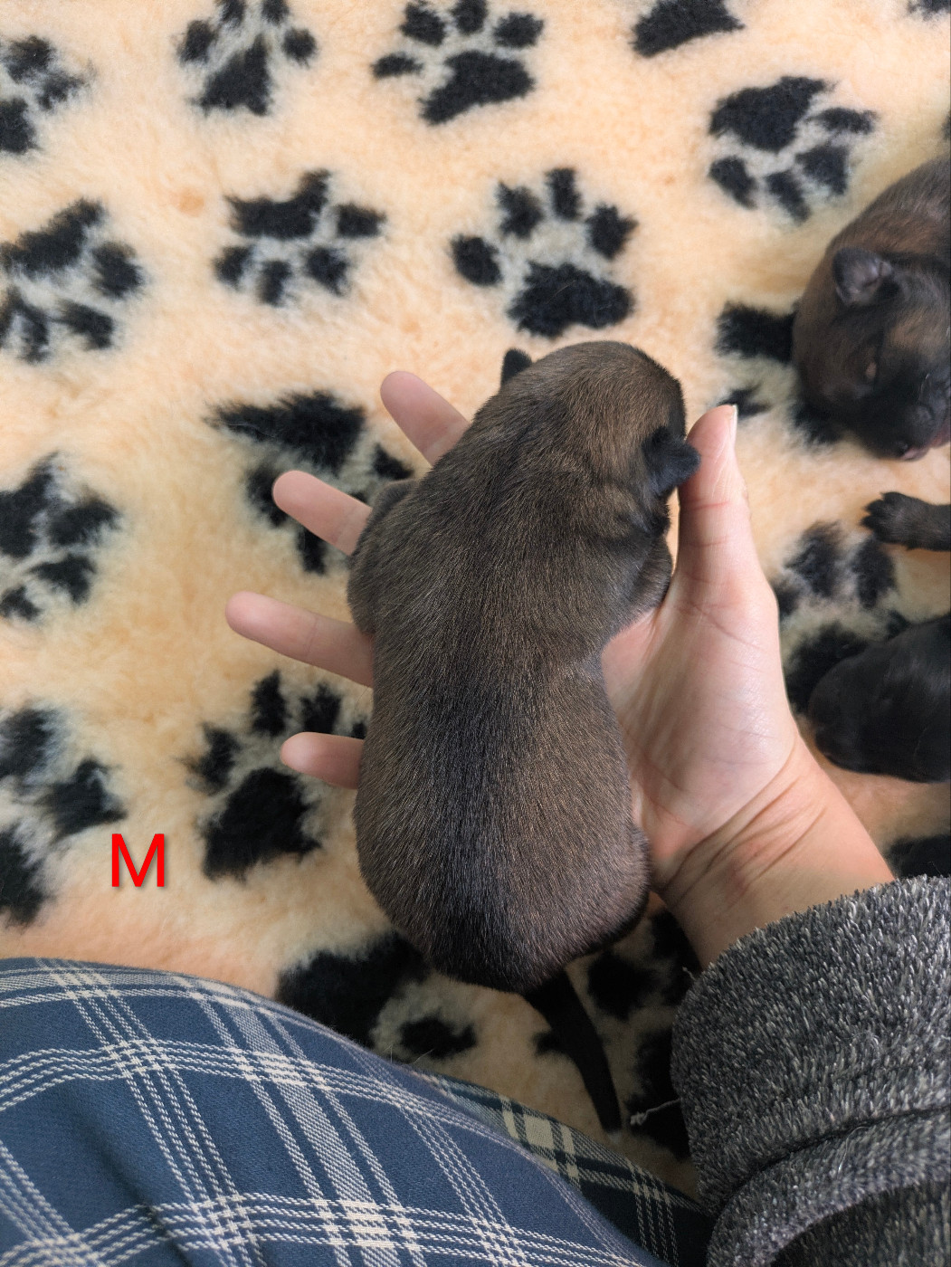 Des Rêves De Vasira - Chiots disponibles - Eurasier