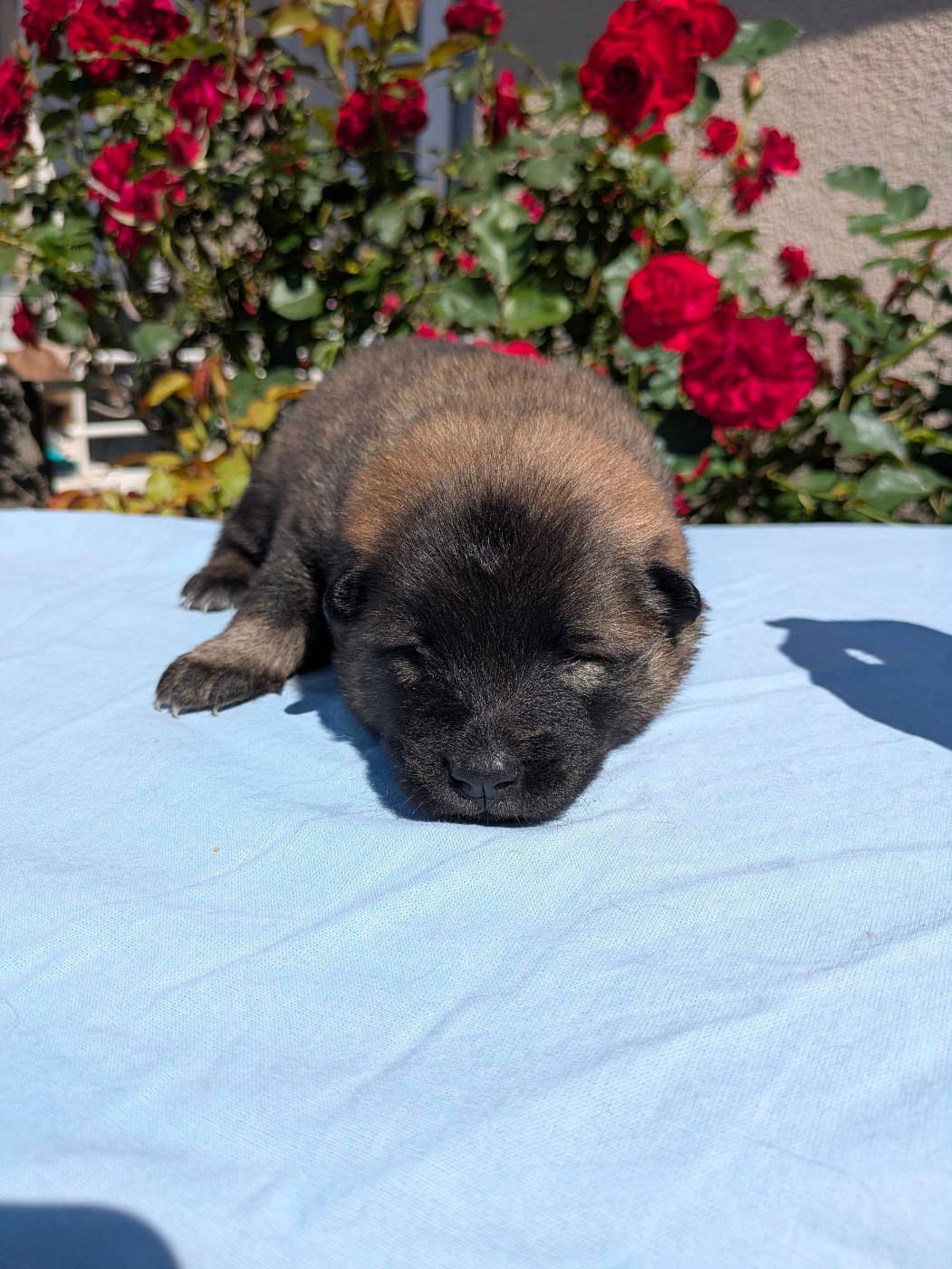 Des Rêves De Vasira - Chiots disponibles - Eurasier